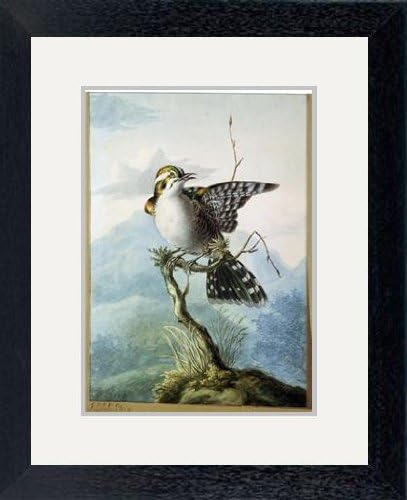 Print of ''A Little Bird', 1798. Artist: Georgius Jacobus Johannes van Os' in Black Frame