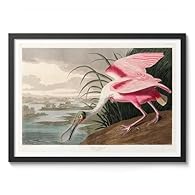 OUR ART: This collection features vintage bird illustrations by John James Audubon, renowned for his detailed and lifelike depictions of North American bird species. Each print captures Audubon's meticulous attention to anatomy and nature, offering a...