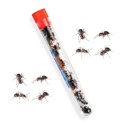 25 hormigas cosechadoras rojas vivas para hábitats de hormigas, llegada en vivo, enviadas ahora, perfectas para proyectos de ciencia educativa y experiencia interactiva de hábitat de hormigas