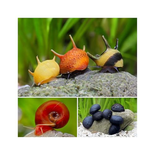 Bakterienrasen Fresser Schnecken Set - gegen Bakterienbeläge und Algen - Aquarium Schnecken lebend - Napfschnecken Geweihschnecken Posthornschnecken - Aquarien ab 60 l