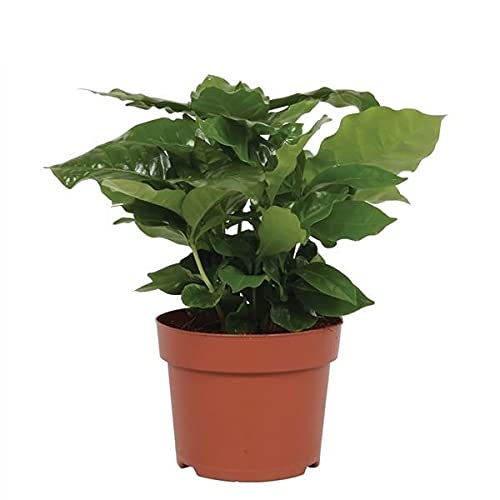 DECOALIVE Planta del Café Coffea Arabica o Cafeto Planta de Interior Natural, 8436601570109