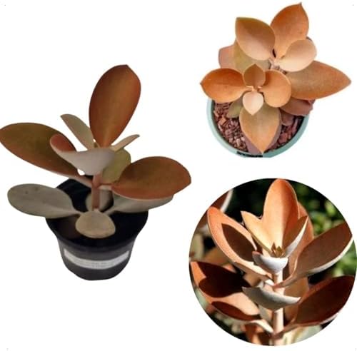 Colher De Cobre Kalanchoe Orgyalis Planta Muda Suculenta