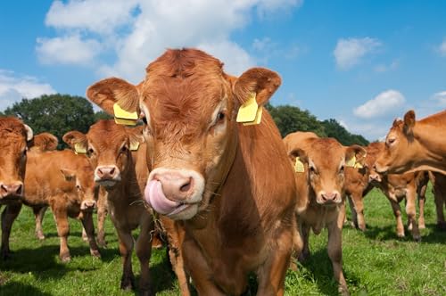 The UK ruminant antibiotic stewardship roadmap