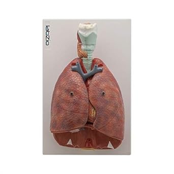 Labzio - Human Lung and Respiratory System Model, Life Size, 7 Removable parts including 2 parts Heart and detachable Larynx, detailed key card included