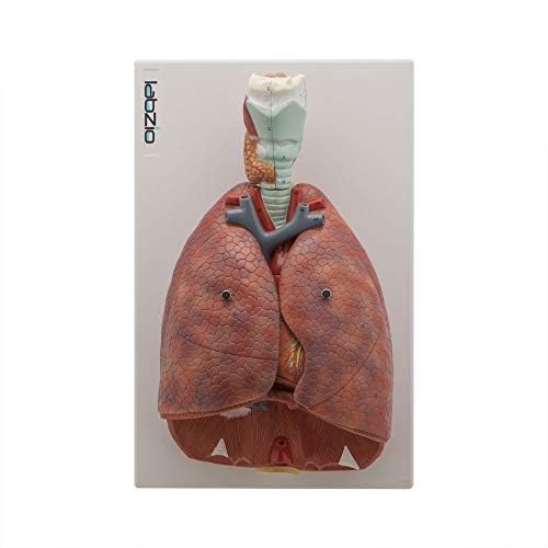 See full amazon price history chart for Labzio - Human Lung and Respiratory System Model, Life Size, 7 Removable parts including 2 parts Heart and detachable Larynx, detailed key card included Labzio - Human Lung and Respiratory System Model, Life Size, 7 Removable parts including 2 parts Heart and detachable Larynx, detailed key card included (B07VXJHFMC) Amazon Price History, Amazon Price Tracker