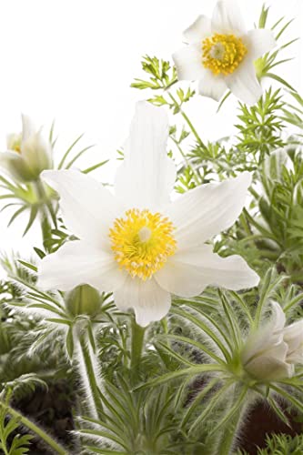 Pulsatilla vulgaris 'Alba' 9x9 cm Topf – Winterhart,...