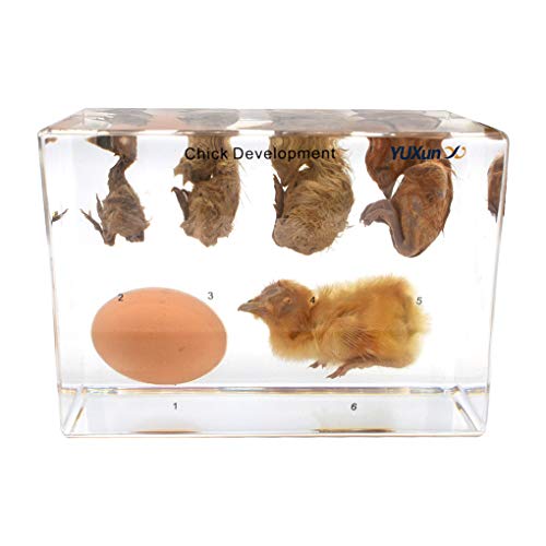 Lifecycle of a Chick Development Science Classroom Specimens Learning Resources Chick Life Cycle Exploration Set for Science Education