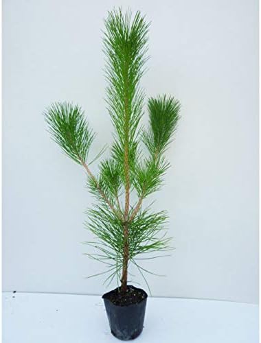 Amazon 苗 苗木 クロマツ 樹高0 7m前後 10 5cmポット 黒松 くろまつ 松の木 苗木 植木 苗 庭木 生け垣 1本 1 植木