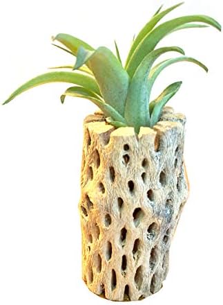 Amazon エア プランツ カクタススケルトン 1セット エアプランツ サボテンの骨 チランジア おまかせ Airplants 観葉植物 本物 観葉植物 オンライン通販