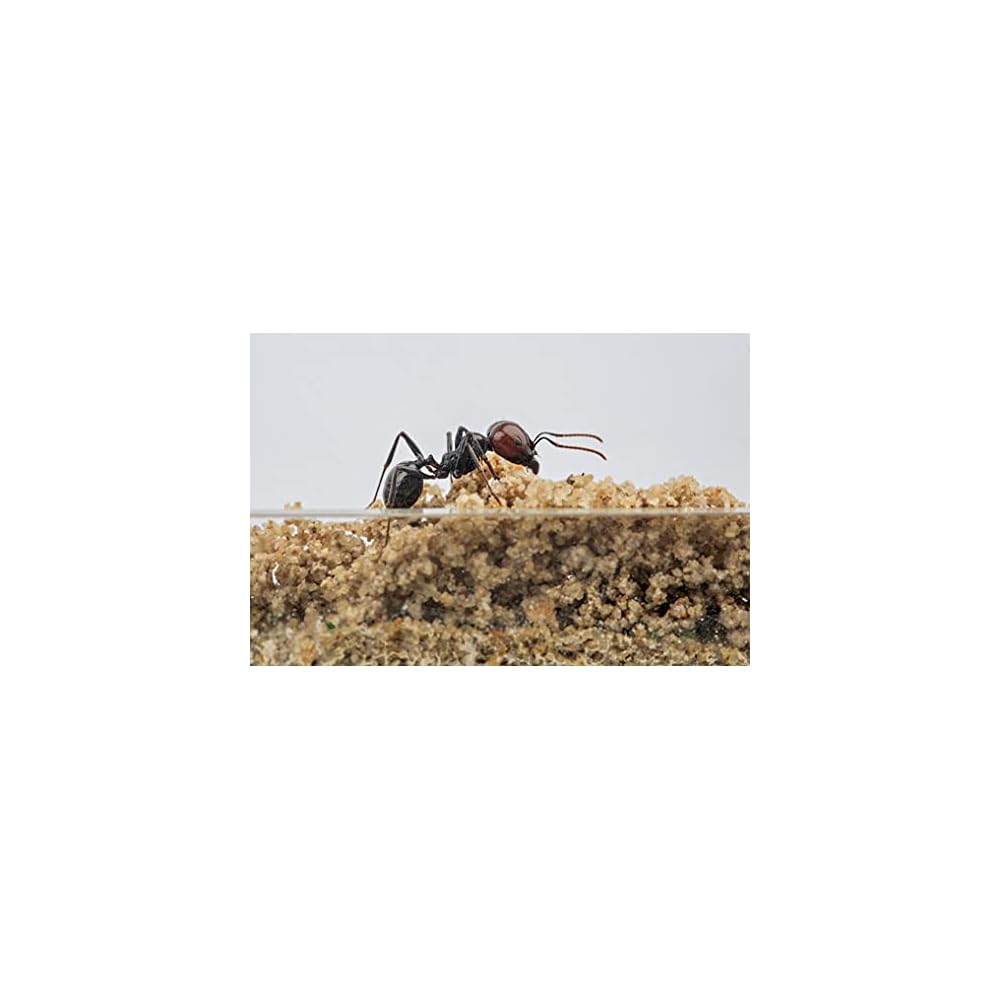 AntHouse - Natural Sand Anthill 3D Basic Kit (Sandwich Foraging Box) Grey Ants - Foto 14