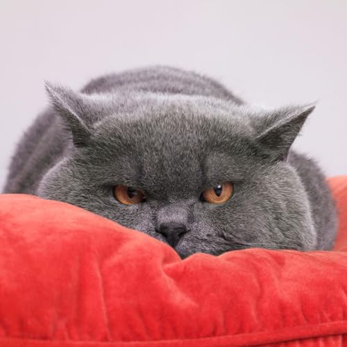 Page de couverture de Un chat qui vomit, est-ce normal ? Ce que les propriétaires doivent savoir