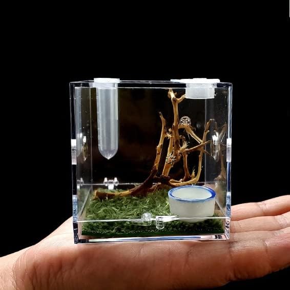 RCSXEDX Jumping Spider Enclosure, Acrylic Micro Case, Praying Mantis Terrarium, Snail cage, Cricket Enclosure Snail arboreal Tarantula…