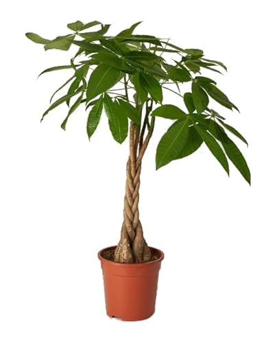 Pachira Aquática Planta de Interior Natural muy Decorativa Cover