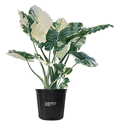 Nature's Way Farms Alocasia 'Dawn' Variegated (25-30' Tall) - Rare Live Indoor Plant, Unique Foliage