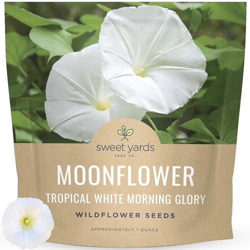 Moonflower Tropical White Morning Glory Large 1 Ounce Packet 100 Flower Seeds for Planting Ipomoea alba