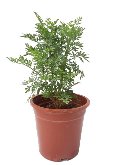 Hierba de Ruda - Planta Natural - Hierba para Infusiones - Muchas Propiedades