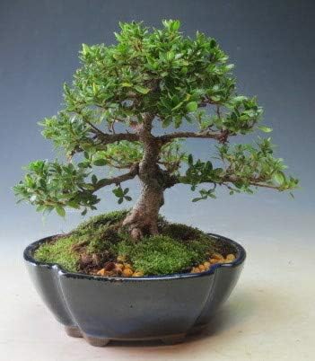 Amazon 盆栽 花芽付き 皐月 さつき 咲き分け 明美の月 の鉢植え 21春開花予定 ヴェールモア ホーム キッチン