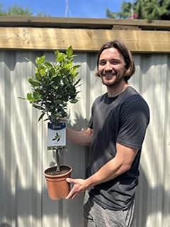1 Standard Bay Tree | Potted Patio Tree | Laurus nobilis | 75cm Tall | Plant for Front Door |