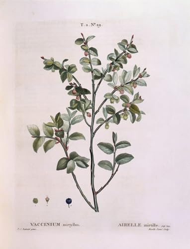 Cuadro en lienzo de arándano para decorar paredes de dormitorios con arte vintage de Redouté