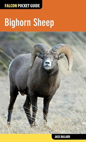 Bighorn Sheep view 2