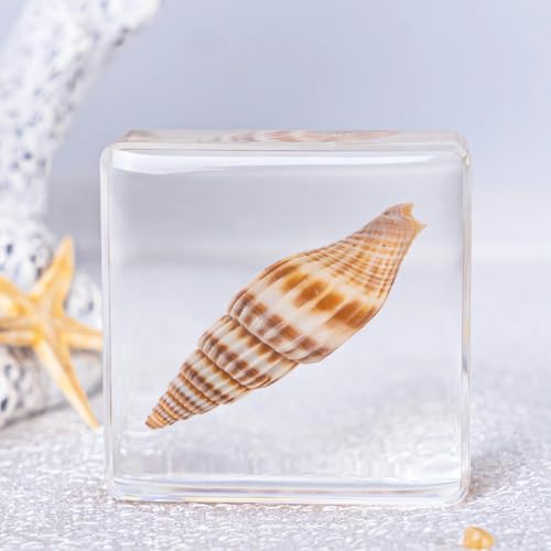 Image of Real 16pcs Sea Ocean Animals Specimen in Resin Preserved, Taxidermy Conch Sea-Urchin Crab Starfish Fish Snail Sea-Dog Seahorse, Science Classroom Specimens, Clear Acrylic Sealed (1.5x1.5x0.55-inch)