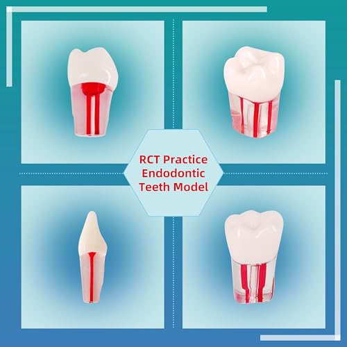 Image of 28PCS Dental RCT Root Canal Practice Model | Full-Mouth Typodont Kit | Each Tooth Position Drill for Dental Students & Training Facilities