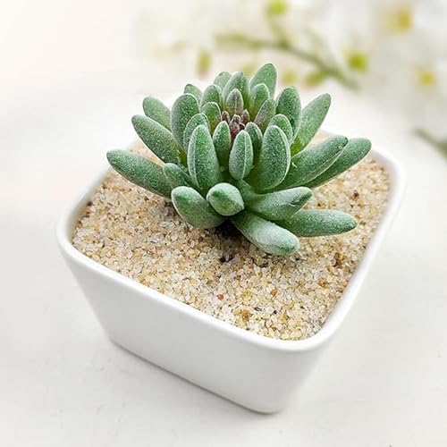 Image of Natural River Sand | Plants Soil Mix Additive Adenium Cactus Succulent Bonsai | Fire Pits, Garden Landscaping, Decorative Sand for Vase Filler, Candle, Wedding, Home Decor & Crafts (2.8 Kg)