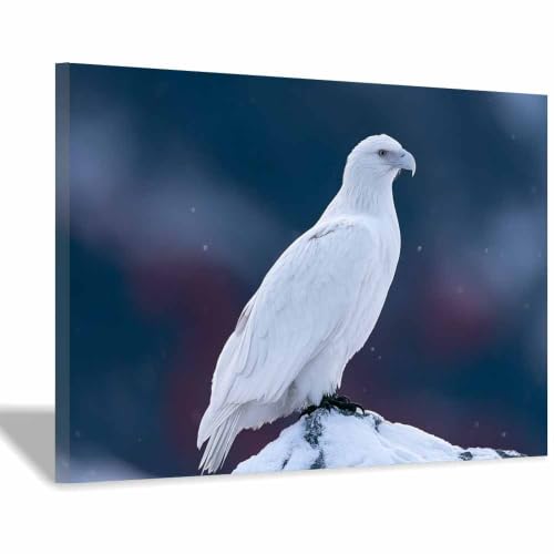 Toile animal photos œuvres d'art aigles blanches, décoration murale moderne 60x90