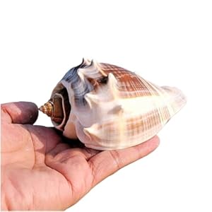 CHAASDEOM Muschelhorn 1 Stück Natur Muschel