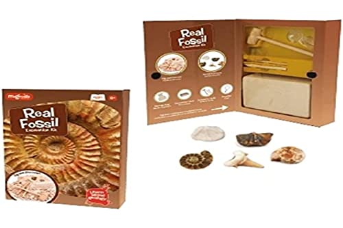 MAGNOIDZ- Geology Kit d'excavation pour fossiles, SC250, Coloris Assortis - Version Anglaise Cover