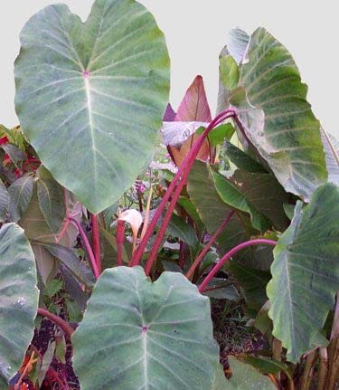 Colocasia Pink China | Plug Plant | Hardy Taro Plant