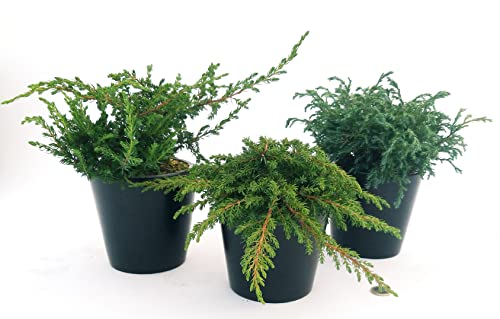 POWERS TO FLOWERS - TRIS CONIFERE STRISCIANTI, CEDRO LIBANESE, CIPRESSO REPENS, GINEPRO, 3 PIANTE, VASO 13CM, Piante vere