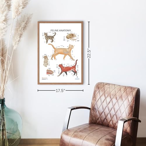 Image of Anatomy Lab Feline Anatomy Poster, Laminated | Veterinary Anatomy and Physiology, 17.3 x 22.5 Inches, Cat Anatomy Diagram, Animal Anatomical Chart for Education Learning