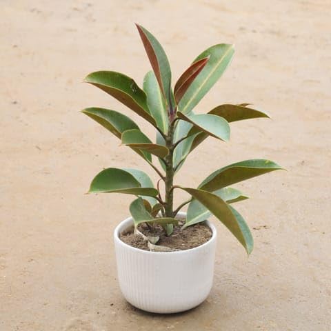 NATURE GARDEN Bloomify Plants Rubber Plant In 8 Inch Classy White Ceramic Table Pot-image-11