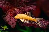 Swimming Creatures™ Pleco (Plecostomus...