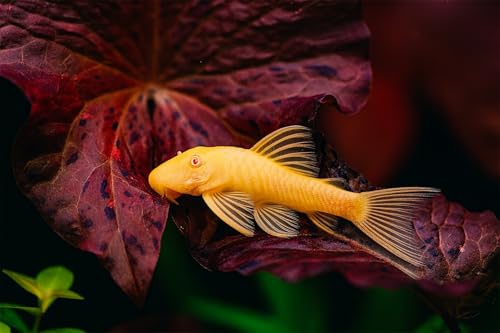 Swimming Creatures Pleco Live Fish Albino Shortfin 1-2