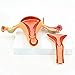 YZ-YUAN Assemblaggio 1: 1 Modello di Utero Femminile 2 Parti Rimovibili Modello anatomico Umano Ovaio Umano Modello anatomico di Vagina per la Scuola, Istruzione Strumento didattico Display di appre