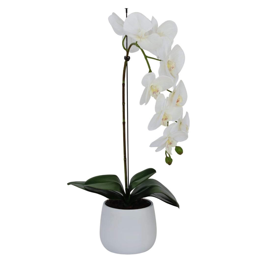 Greenbrokers White Elegant Large Single Stem Real Touch Artificial Potted Orchid (65Cm) In Round Ceramic Pot