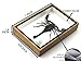 Real Exotic Poisonous Scorpion – Preserved Taxidermy Insect Bug Collection Framed in a 3D Wooden Frame as Pictured Taxidermy (Wooden Box)