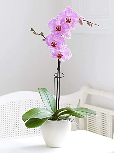 5 Pack 35 inch 90 cm Plant Support Stakes - Image 2