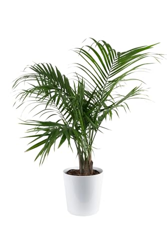 Costa Farms Majesty Palm Live Plant in Decorative Pot,...
