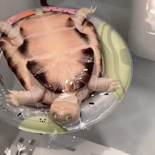 Image of 3 Pack Inflatable Turtle Floating Platform Toy Small Animal Floaties Swimming Ring Basking Rest Dock for Turtle Tortoise