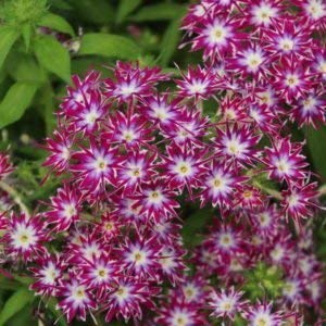 Semi di Fiore: Phlox Stella Typ Semi di Fiore Misti Semi Cesto Giardino Fiori per Balcone (20 Pacchetti) Semi Piante da Giardino di