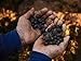 The Rarest & Most Expensive Coffee in The World - Try it. Naturally Refined, Naturally Expensive made by Elephants Box of 29 Packs. Better than Kopi Luwak