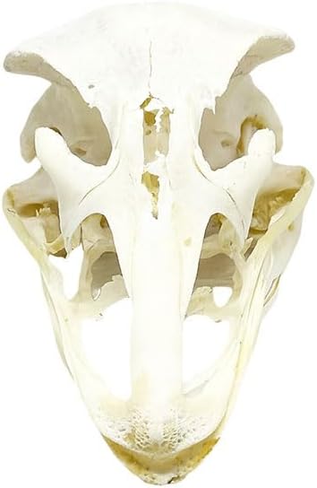 Taxidermy Real Animals Myocastor Ostrich Skulls, Real Bones Specimen, Taxidermy Supplies for Science Education