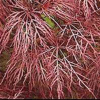 Red Filigree Lace Weeping Japanese Maple - Finest Leaves of All Japanese MapleS - 2 Year Live Plant