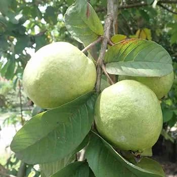 Image of Natura GreenHouse Original 1 Live Thai -7 Guava Amrud Plant hybrid all seasons Height 1.5-2 FT (Thai -7 Guava)