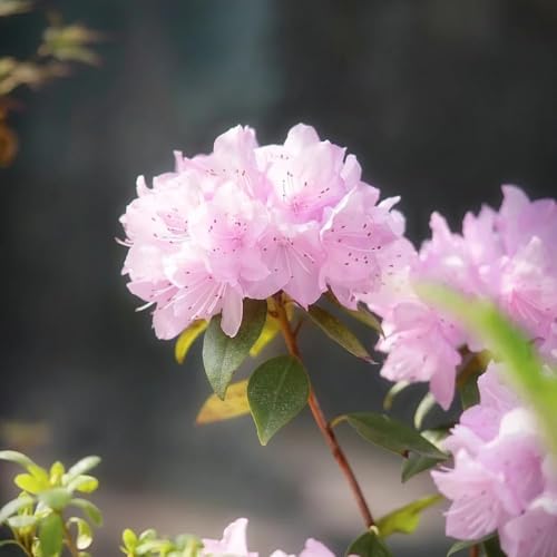 75 pezzi semi di rododendro - giardino giardino in resistenti Semi da balcone giardini sono resistenti