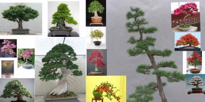 bonsai japan import Juniper main image 0