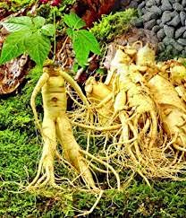 10 Ginseng Vegetable Seeds